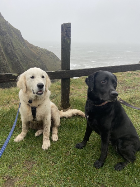 Puppy Survival Thread - as we approach Fireworks night for the first time…