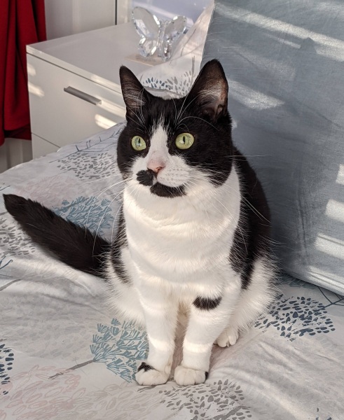 Can we have a cat photo thread ? I’m thinking of getting a cat 