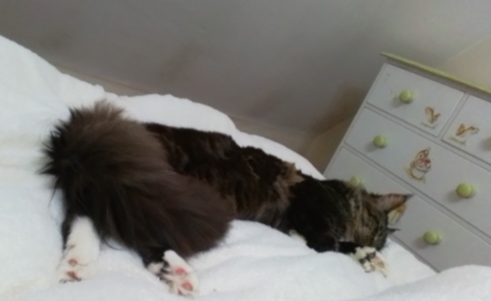 Can we have a cat photo thread ? I’m thinking of getting a cat 