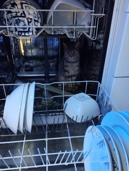 To ask to see your pets? 