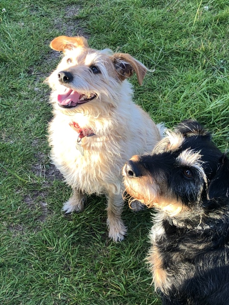 Anyone want to show me a photo of their dog ? 