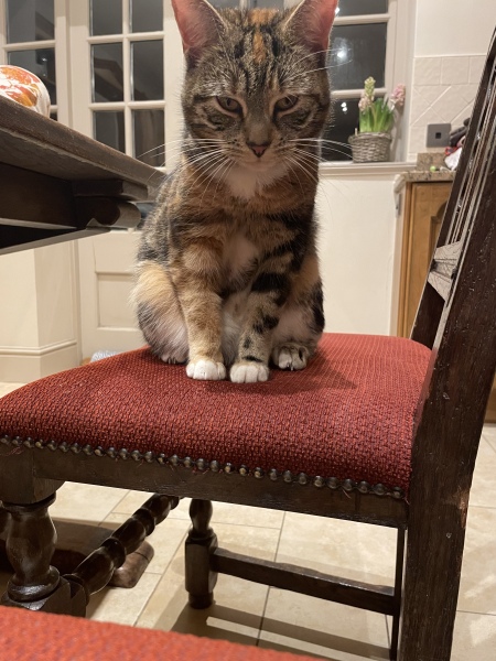 Can we have a cat photo thread ? I’m thinking of getting a cat 