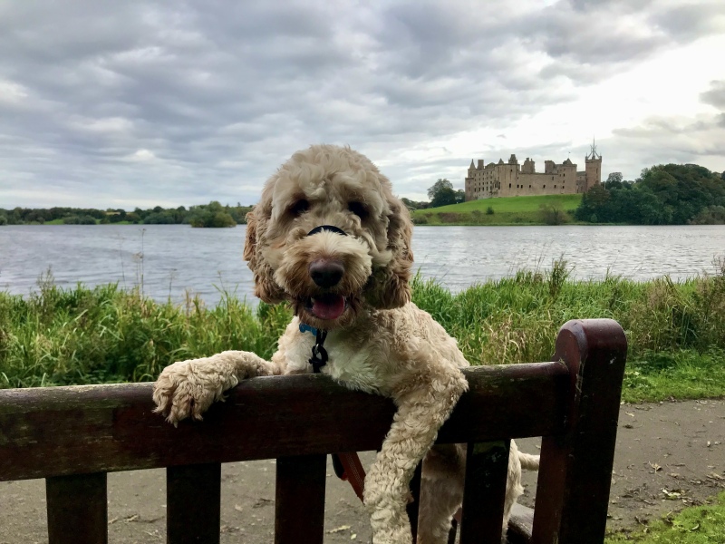 Anyone want to show me a photo of their dog ? 