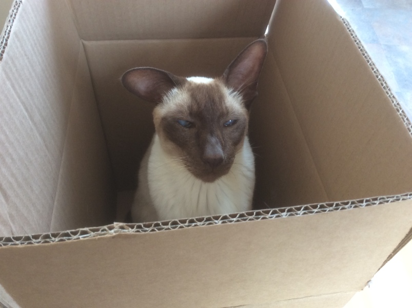 There’s a really big empty box at work that I could fit in. 