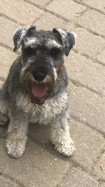 Anyone want to show me a photo of their dog ? 