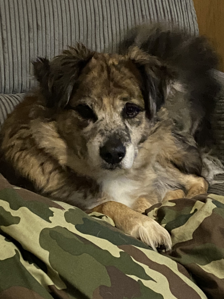 How much does your dog shed? I can't figure out how mine isn't bald by now.