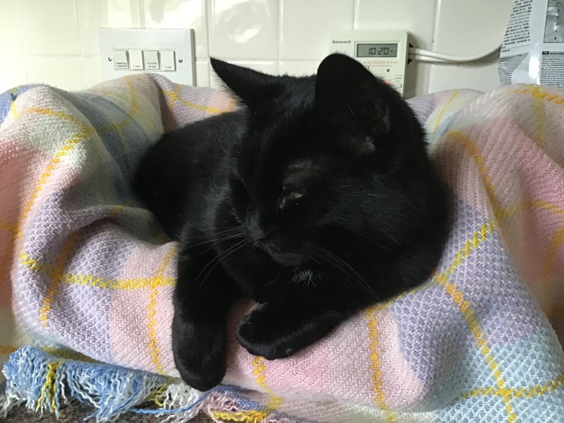 Can we have a cat photo thread ? I’m thinking of getting a cat 