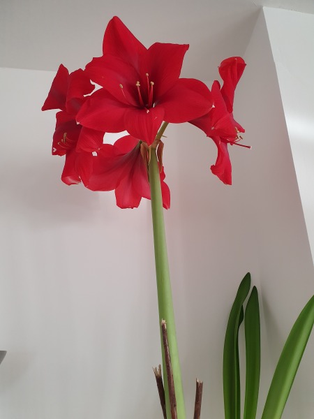 Who'd like an Amaryllis (Hippeastrum) thread?