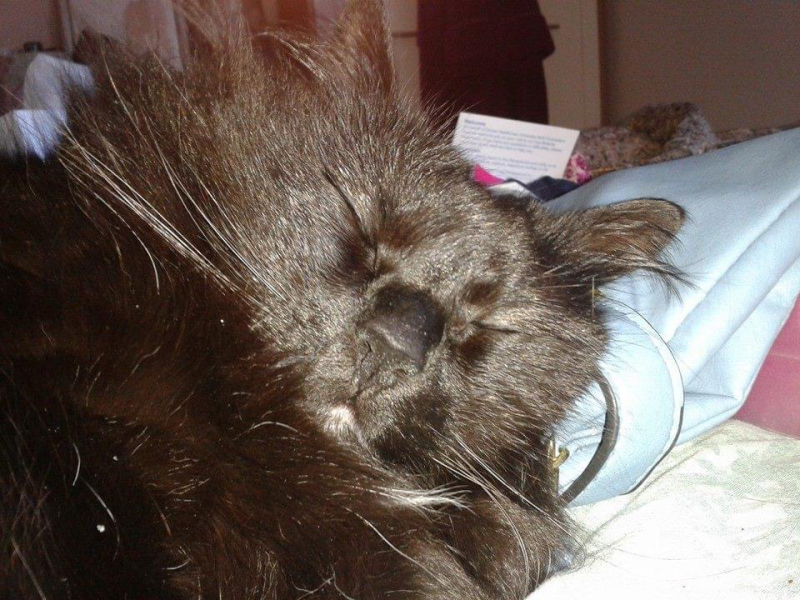 My cat bit my mum, no clue what to do