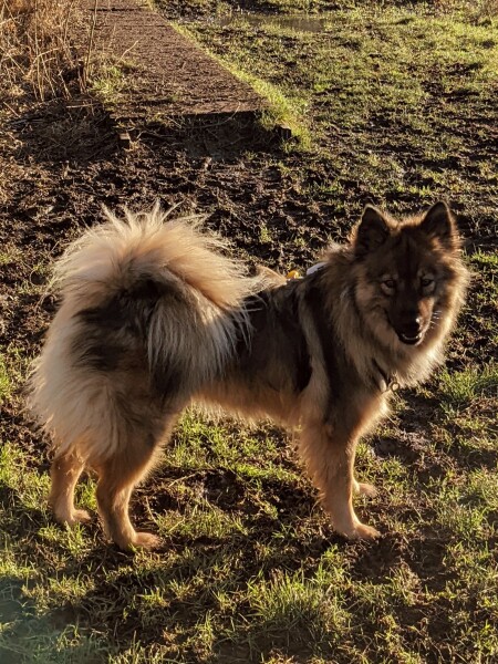 To ask you to help me choose a dog breed? 