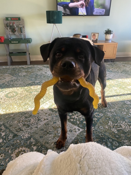 Anyone want to show me a photo of their dog ? 