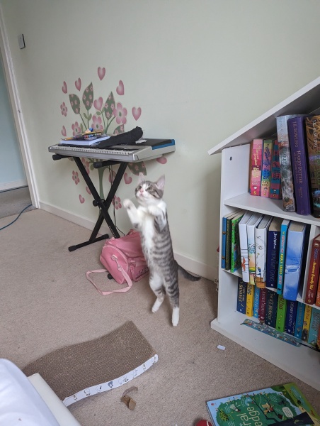 What does your cat love to keep it entertained??