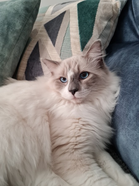 Hundreds of cats, thousands of cats, millions and billions and trillions of cats