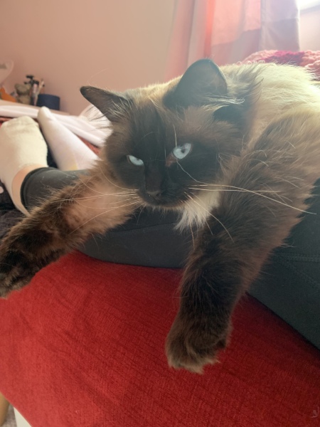 Can we have a cat photo thread ? I’m thinking of getting a cat 