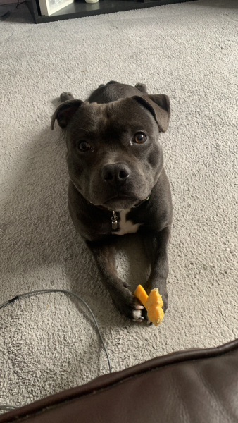 Anyone want to show me a photo of their dog ? 