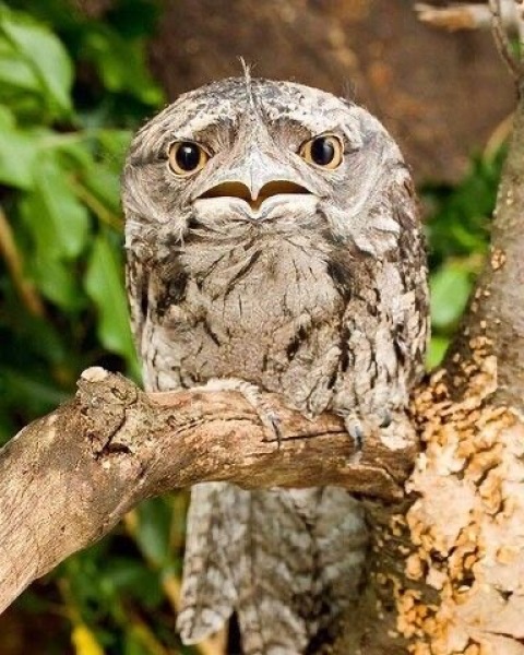 I need an owl.
