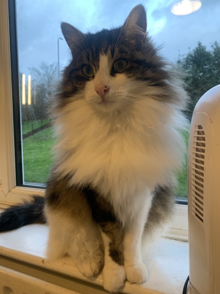 Can we have a cat photo thread ? I’m thinking of getting a cat 