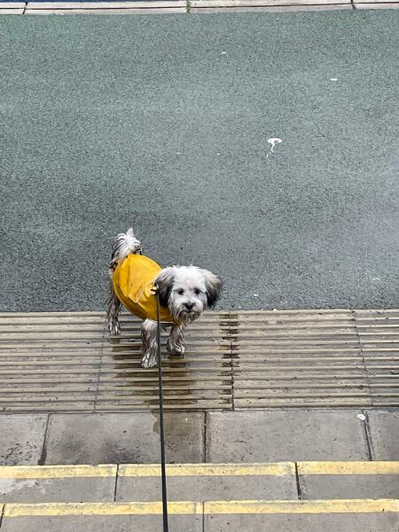 Puppy Survival Thread - as we approach Fireworks night for the first time…