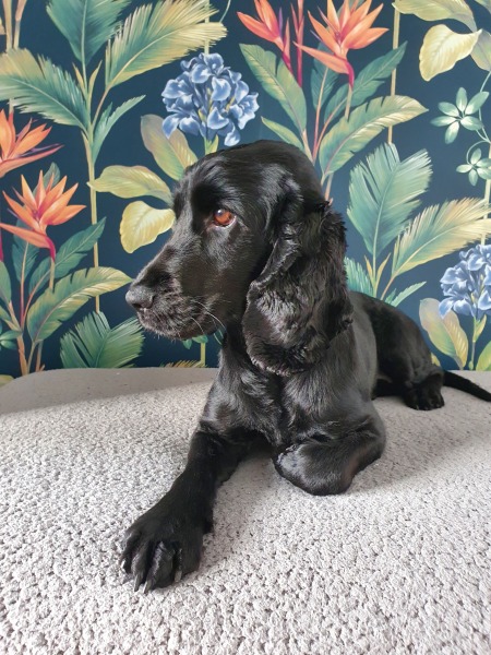 Anyone want to show me a photo of their dog ? 