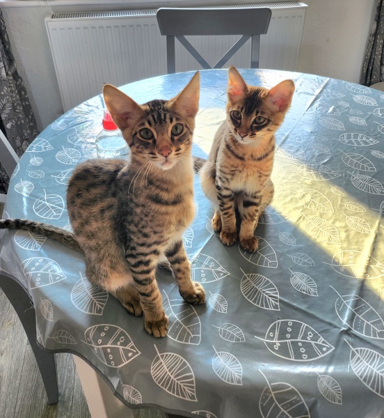 To ask to see your pets? 