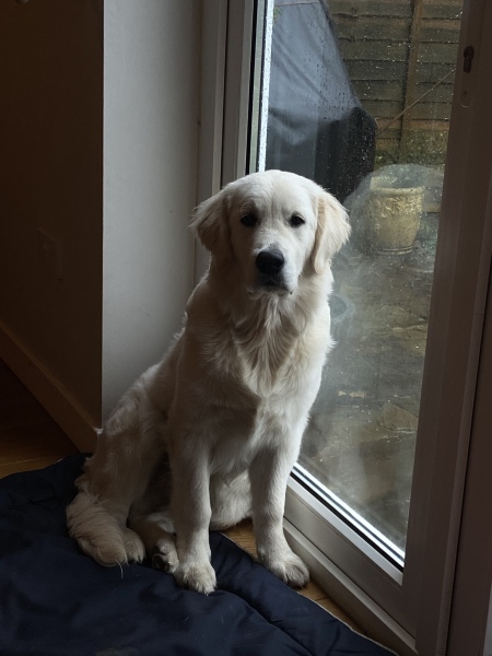 Puppy Survival Thread - as we approach Fireworks night for the first time…
