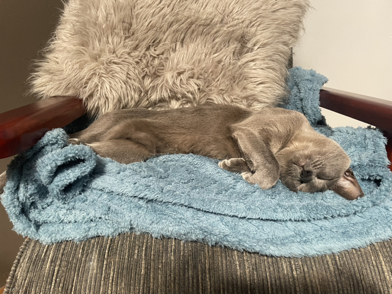 Can we have a cat photo thread ? I’m thinking of getting a cat 