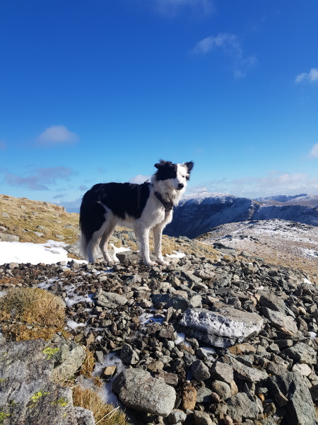 Anyone want to show me a photo of their dog ? 