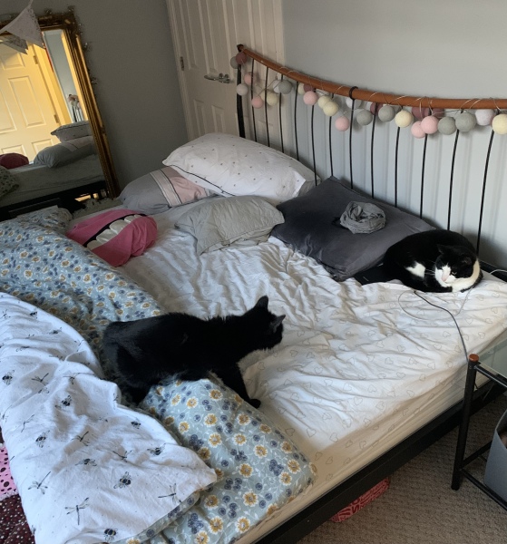 Hundreds of cats, thousands of cats, millions and billions and trillions of cats