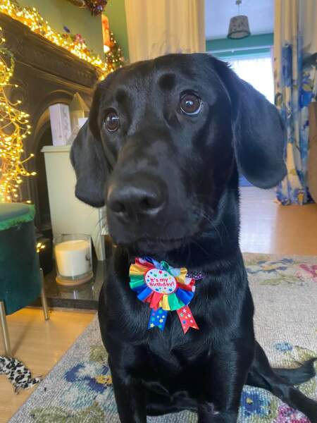 How much does your dog shed? I can't figure out how mine isn't bald by now.