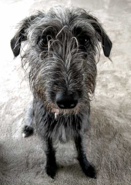 Would love a dog to add to our family