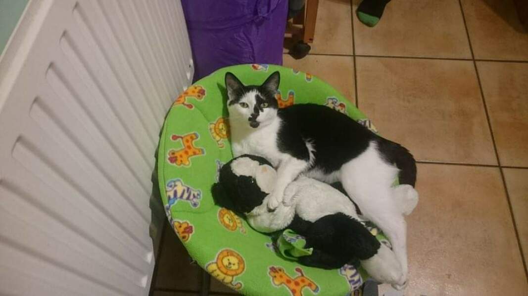 Can we have a cat photo thread ? I’m thinking of getting a cat 