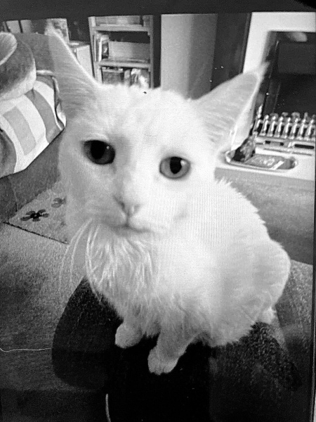 Pet portraits - brutally honest opinions needed 