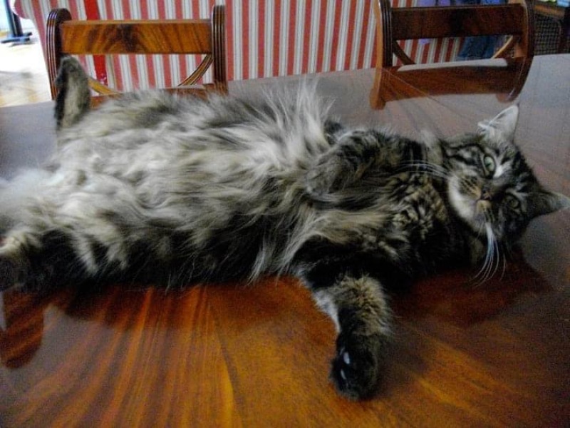 Can we have a cat photo thread ? I’m thinking of getting a cat 