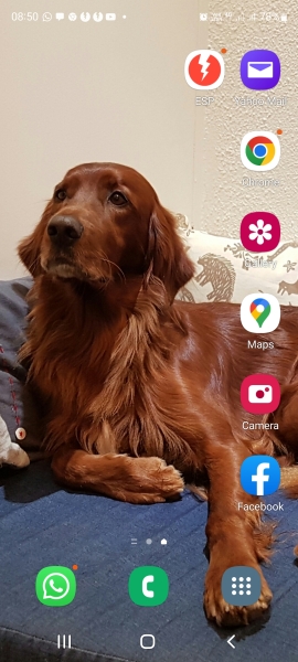 Honest opinions re Red setters