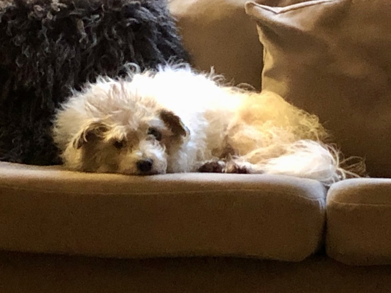 How much does your dog shed? I can't figure out how mine isn't bald by now.