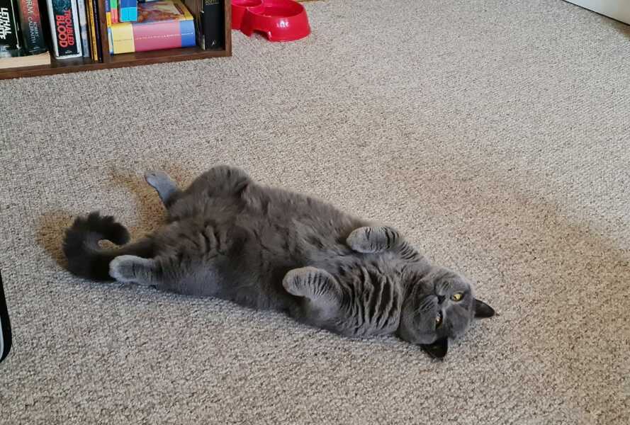 Hundreds of cats, thousands of cats, millions and billions and trillions of cats