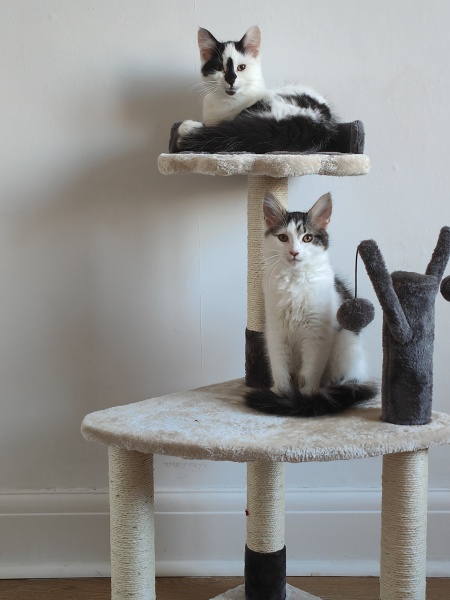 New kittens, pictures!