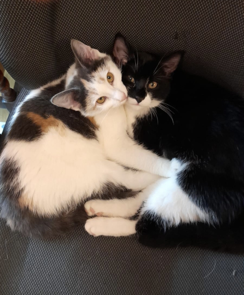 Show off your rescues!