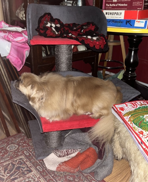 Anyone want to show me a photo of their dog ? 