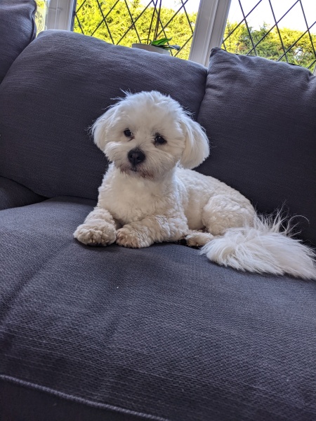 Maltese or Shih--tzu
