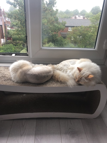 Any nice scratchers/ activity furniture?