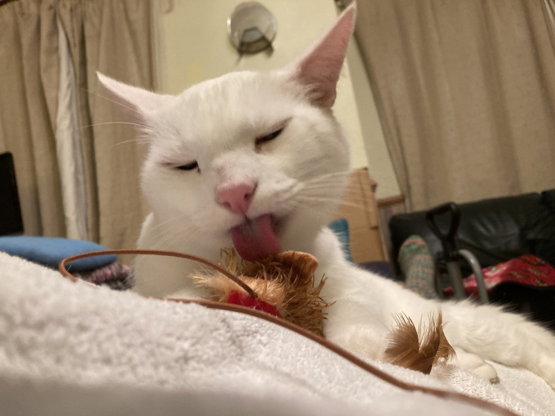 Problems posting pictures and quoting posts/reading quoted posts.