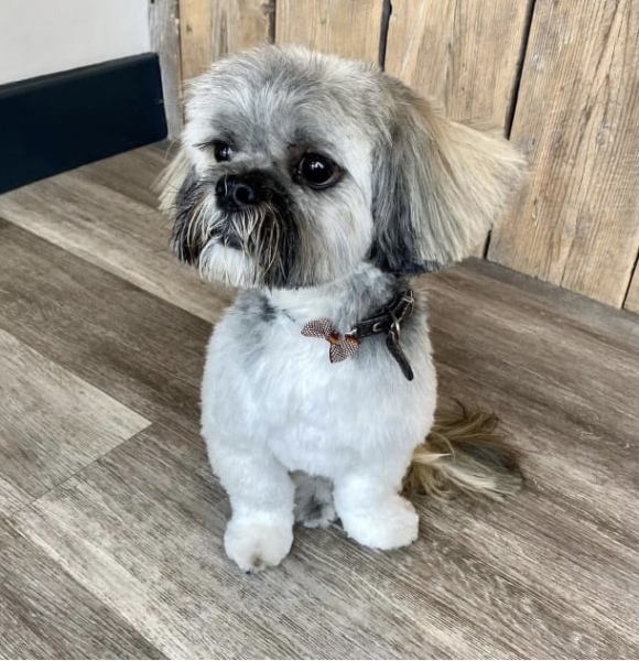 To ask to see your pets? 