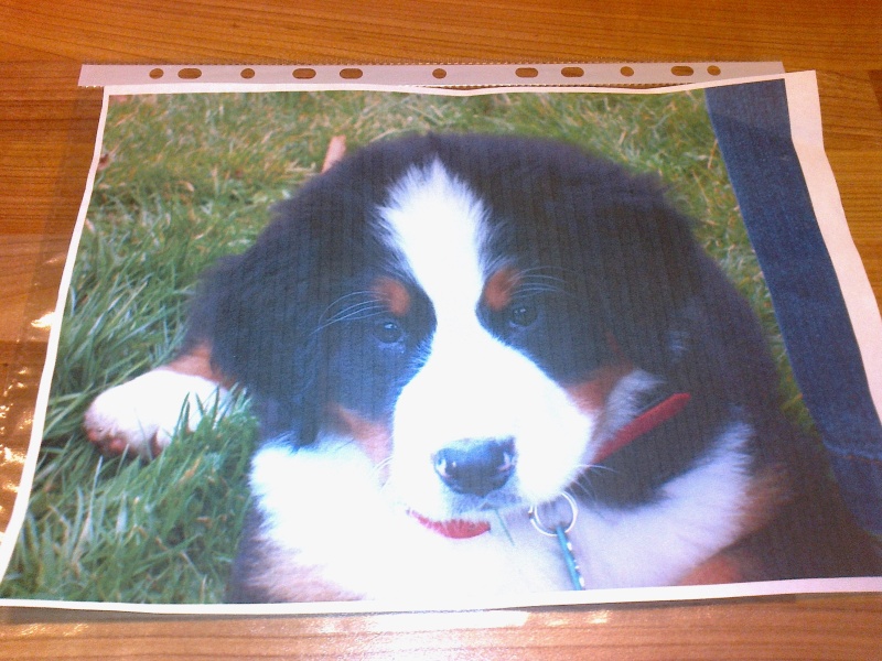 To ask you to help me choose a dog breed? 