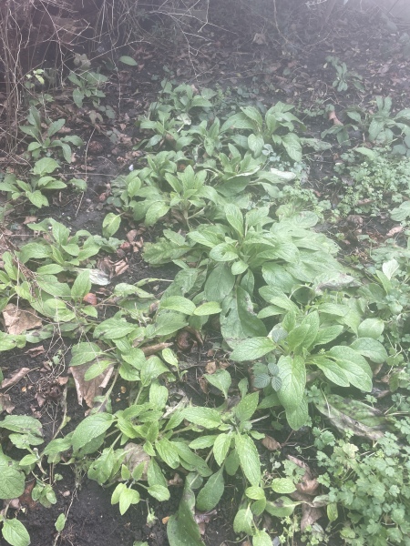 To be surprised at £18 per hour for gardening?