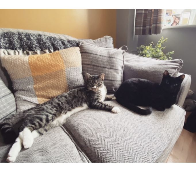 Can we have a cat photo thread ? I’m thinking of getting a cat 