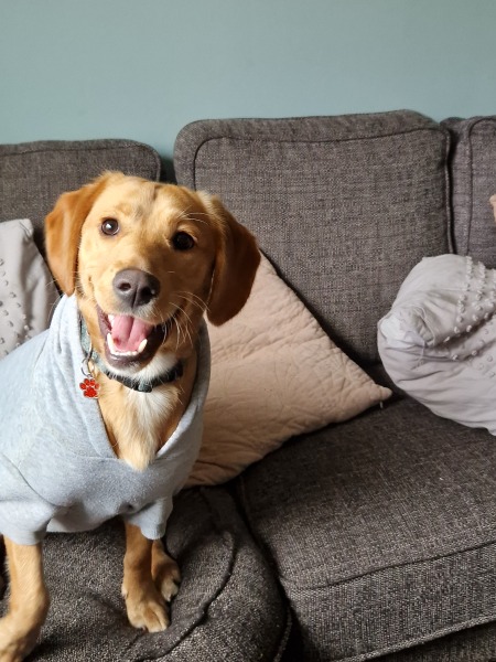 Anyone want to show me a photo of their dog ? 