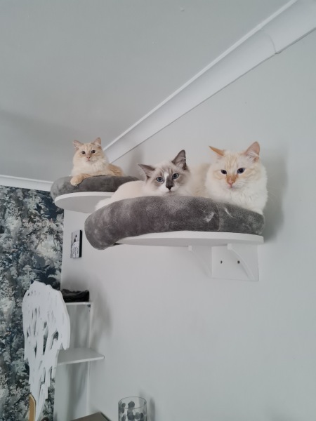 Hundreds of cats, thousands of cats, millions and billions and trillions of cats