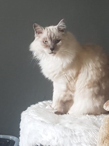 Show off your rescues!