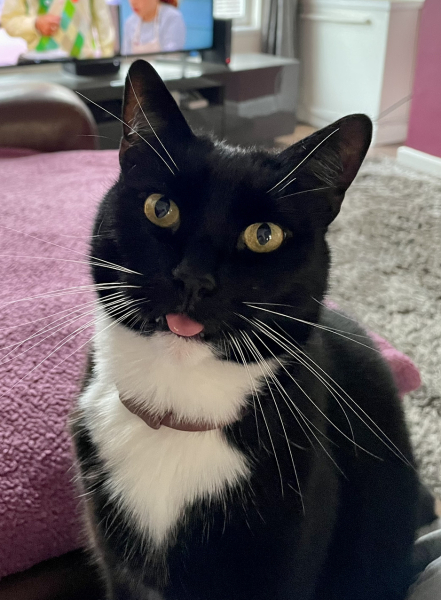 Can we have a cat photo thread ? I’m thinking of getting a cat 